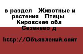  в раздел : Животные и растения » Птицы . Кировская обл.,Сезенево д.